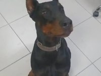Üst Kalite Doberman Yavruları