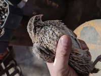 45 günlük japon ve Jumbo bıldırcın