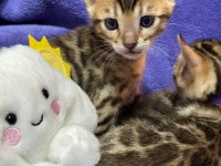 A KALİTE BENGAL KEDİLER
