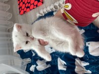 Yavru british shorthair cana yakın cins
