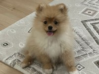 Pomeranian boo köpeğimiz