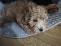 Sevgi dolu bir yuva arıyoruz köpeğimize