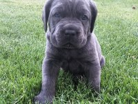 CANE CORSO SAĞLIK VE IRK GARANTİLİ