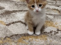 Cana yakın dost kedimiz