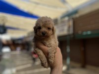 Hakiki orjinal (toy poodle)