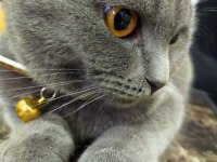 Sahiplendirilecek scottish fold