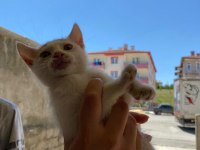 2 aylık kedimiz
