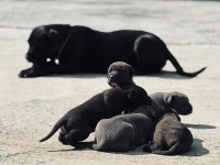 30 Günlük Cane Corso Yavrularımız