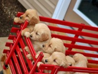 Golden Retriever Yavrular İçin Ulaşabilirsiniz