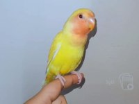 4 aylık yavru el besleme büyüdü full evcil sevda papağanı