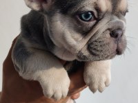 Exotic french bulldog yavrular teslime hazır