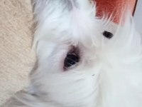 Maltese oğlumuza yuva arıyoruz