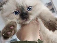 Ücretli sahiplendirme british longhair