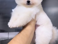 81 ile sağlıklı gönderim POMERANİAN BOO