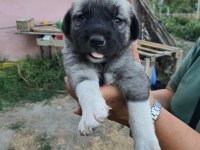 SAFKAN 6 TIRNAKLI SOYLU ÖZEL ÜRETİM KANGAL YAVRULAR