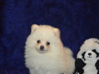 Pomeranian boo kızımız