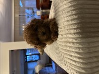 Mükemmel toy poodle köpeği