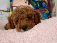 Poodle çift renk