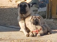Saf kangal