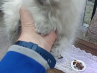 BRİTİSH LONGHAİR YAVRULAR