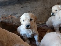 Orjinal Safkan Golden Retriever Bebekler