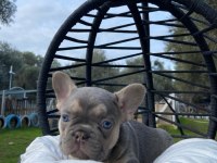 Muhteşem French Bulldog Yavrularımız