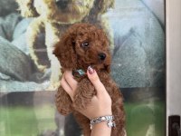 Kore dişi erkek bakımlı poodle minnoşlarımız