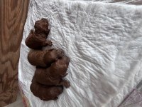 Toy poodle yavrularımız rezerve açık
