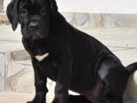 Kif / fci A SCR belgeli sağlık ve ırk garantili cane corso