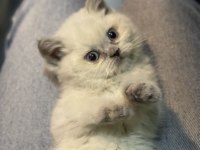 Veteriner hekim kontrollü british shorthair