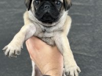 HAMBURGER SURAT GÜL KUYRUK PUG MOPS