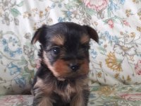 Terrier yorkshire yavrular