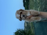 Kore Maltipoo