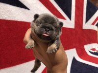 Egzotik French Bulldog Yavrular