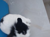 Uysal erkek cüce tavşan erkek