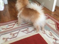 Orjinal pomeranian boo