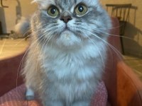 9-10 Aylık Dişi British Longhair (Ücretsiz Sahiplendirme)