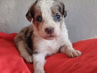 Sağlıklı Mükemmel Merle Border Collie Yavrumuz