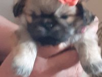 Pekinez yavrularımız yeni yuvasına gitmeye hazırlar
