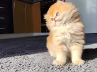 Safkan british longhair aslan oğlana yuva arıyorum