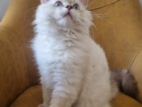 Yavru british longhair