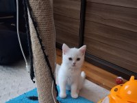 Yeni yuvasına gitmeye hazır dişi british shorthair