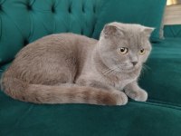 Dişi scottish fold kedisi