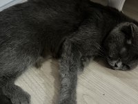 Scottish anne kedi ve yavruları sahiplendirilecektir