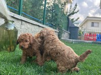 Red Brown Poodle Yavrularım