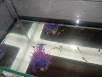 2 aylık halfblack Lepistes balıklar