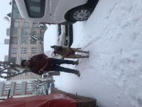 Bekçi köpeği arayanlara