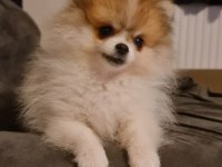 3 ay dişi pomeranian