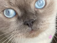 Scottish Fold 2 Yaşında