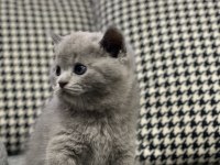 1 erkek ve 1 dişi british shorthair